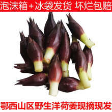 2021新鲜阳荷姜野生阳和姜洋荷洋胡姜 精选洋荷 3斤新鲜现摘