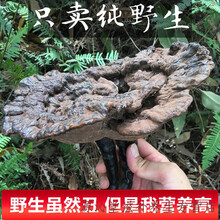 贵州纯灵芝干货整枝黑林芝可切片打粉泡酒天然紫灵芝250g