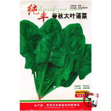 花友秀 大叶菠菜种子 红菠菜种子 特色菠菜 菜籽 蔬菜种子 黑叶菠菜籽 四季蔬菜种家庭种植庭院阳台 春秋大叶菠菜种子10g