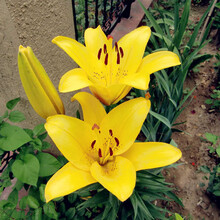香水百合种球 花卉植物盆栽 庭院带芽 百合花苗套餐 盆栽花卉绿植 A3黄色 单颗种球