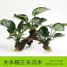 绿伴 鱼缸水草活体真水草热带鱼缸水草泥水榕沉木水草沉木造景树懒人养鱼水族箱造景水草种子辣椒榕 【三头】大水榕三头沉木