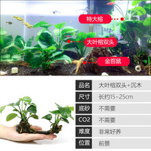 大九叶皇冠草真水草鱼缸装饰活体懒人水草淡水有茎类中后景阴性草 【双头大叶榕】