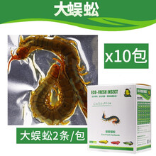 昆娃KUNWA保鲜虫龙鱼饲料专用鱼食金龙鱼红龙鱼增色鱼粮保鲜大麦虫蜈蚣 增色蜈蚣10包/盒【促龙鱼发色诱色固色】