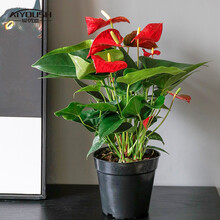 爱优尚（AIYOUSH）红掌盆栽绿植办公室前台植物客厅室内开花盆景阳台花卉 红掌140#塑料盆