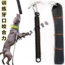 比特犬训练用品装备吊口牛皮棒带弹簧整套马犬扑咬 牛皮+60公分簧+扣