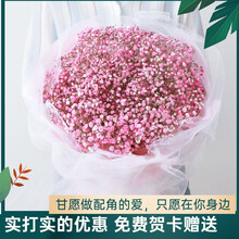 沁花 七夕情人节云南昆明基地直批发满天星干花大花束生日礼物真花插花花艺送女朋友家人闺蜜装饰 B055粉色满天星粉色雾面纸+白纱