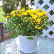 若绿 菊花盆栽 菊花苗带花苞 千头菊荷兰菊四季菊四季好养乒乓球室内阳台花卉植物 千头菊-黄水晶
