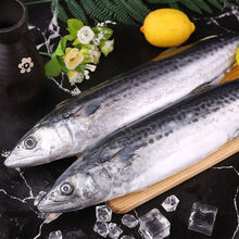 LISM5条青岛特产新鲜大鲅鱼鱼类海鲜水产鲜活冷冻马鲛鱼海产品 5条【0.8-1斤/条 大鲅鱼】