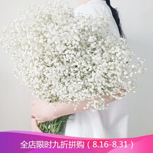 津浆满天星花束真花风干超大束散装论斤卖客厅装饰摆件带花瓶生日礼物开学礼物送朋友女友 白色满天星 超大束