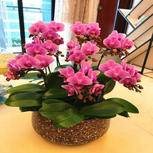 4年大苗 蝴蝶兰花苗 鲜花 四季植物 室内客厅盆栽 绿植花卉 兰花君子兰苗大苗 盆栽盆景 粉雨蝴蝶兰+透明原盆+原土