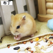 小仓鼠活物盒子一对布丁三线紫仓鼠活体宠物情侣家养鼠打过疫苗 布丁1只(备注公母) 包活包健康