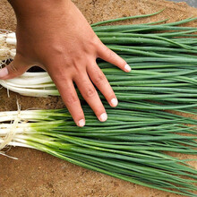 寿禾 四季红葱头种子火葱四川红葱干葱头种红皮葱花冬季蔬菜莱种孑疏菜家庭阳台种植春季播种菜籽种籽 农家小香葱种子150g（50gx3包）