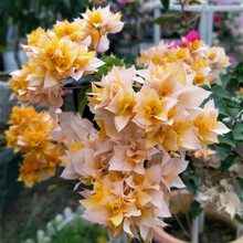 三角梅树苗盆栽室内阳台爬藤植物重瓣大苗庭院花卉盆景 金斑 4年苗