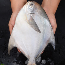 少10】鲜拔头筹 青岛海捕大银鲳鱼平鱼鲳鱼 500g整条 新鲜扁鱼深海鱼