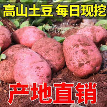 土豆新鲜现挖红皮黄心批发老品种洋芋农家自种蔬菜 【净重9斤】 精选【大果】拳头大