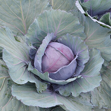 紫甘蓝种子早熟洋白菜紫红色特色蔬菜种子芯柱短卷心菜包菜种子菜园盆栽甘蓝种籽基地用种 泷井紫甘蓝0.2克试种