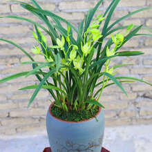 8苗连体 七仙女 四季兰 四季开花 秋带花苞 浓香型 七仙女 3苗连体