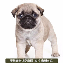 哈巴狗 价格 图片 品牌 怎么样 京东商城 哈巴狗 价格 图片 品牌 怎么样 京东商城