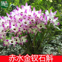 石斛带叶品种 球花石斛 鼓槌石斛 翅梗石斛 黑毛石斛 密花石斛 长苏石斛 花卉绿植盆栽盆景吊兰花附生 赤水金钗石斛 半斤