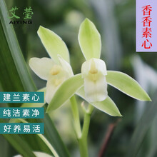 建兰蓝宝石 中矮种兰花苗 夏带花苞出售浓香花卉新手好养兰花盆栽 香香素心5苗壮苗