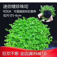 水草造景前景草大全爬地珍珠小红椒迷你皇冠牛毛草椒草活体水草 迷你矮珍珠坨