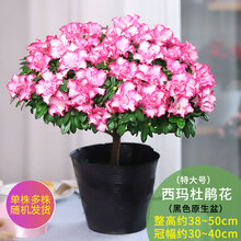 【莎之槿园艺】杜鹃花苗盆栽带花苞四季开花不断室内观花卉绿植植物老桩大棵好养 特大盆西玛杜鹃花+(不含盆)带花苞发货 含盆