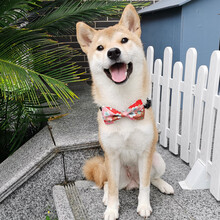 柴柴 和风日式原创手工宠物猫咪狗狗脖圈配饰品布偶猫柯基法斗泰迪柴犬蝴蝶结领结领带 粉樱花 S(脖围24-34)6-14斤