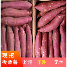 陕西临潼新鲜板栗红薯地瓜现挖现发干甜粉糯红5/10斤批发番薯 带箱9-10斤 精选