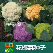 紫色花椰菜 价格 图片 品牌 怎么样 京东商城 紫色花椰菜 价格 图片 品牌 怎么样 京东商城
