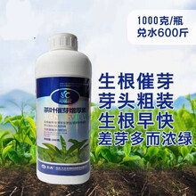 农药茶叶茶树叶面肥 催芽剂催芽素多芽嫩芽暴芽增产30-1000克 500毫升