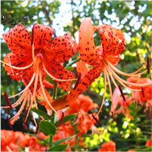 波思菊种子 种子带芽香水百合种球百合花种子球根花卉植物盆栽绿植香水百合种球循环开花多年生 粉斑点