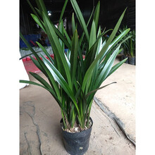 蝴蝶之舞 墨兰企黑名贵兰花苗浓香带花苞原盆原土发货好养活盆栽 企黑墨兰3-4苗 不含盆