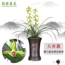 刘阁兰花苗 蕙兰新品浓香兰花 天香蕙 冬带花苞出售室内室外绿植兰草花卉盆栽 5苗连体裸根