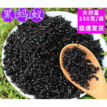 拟黑多刺蚁蚂蚁粉 商品搜索 京东 拟黑多刺蚁蚂蚁粉 商品搜索 京东