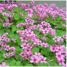 QCDD多年生宿根红花三叶草籽酢浆草幸运草炸酱草红三叶种子花种籽子 红三叶种球一斤