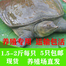 绿色召集令1.5-2斤甲鱼活体鲜活青黑色中华鳖食用农家水团鱼王八老鳖小甲鱼苗