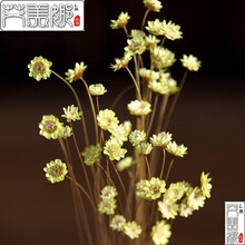 欧因 小干花小雏菊干花花束真花风干天然装饰文艺客厅家居摆设生日礼物 浅绿色30支一束买1送1