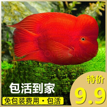 鹦鹉鱼观赏鱼热带鱼发财鱼风水鱼元宝起头财神活体中大型金刚招财鱼龙鱼混养好养大红色的鱼耐活群体淡水鱼 7-8公分血鹦鹉一条