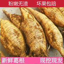 新鲜粉葛农家特产煲汤生吃现挖5斤 5斤