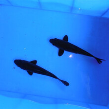 锦鲤纯种活体鱼日本红白锦鲤昭和乌金白写大正锦鲤冷水鱼风水鱼小锦鲤鱼苗淡水观赏鱼 乌金锦鲤 8-10CM2条