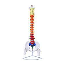 人体脊柱模型1:1医用骨科正骨练习脊椎模型医学成人骨盆颈椎腰椎人体骨骼模型生物教学彩色脊椎骨架模型 E2款（85cm挂式彩色分区带盆骨股骨）