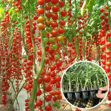 寿禾 西红柿苗大全蔬菜苗小番茄苗批发盆栽普罗旺斯秧苗广东山东寿光菜苗子 【高产】瀑布番茄苗 6棵