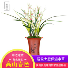 一枝国兰 细叶精品春兰花苗 碧玉奇蝶 冬带花苞室内外梅瓣鲜花卉绿植盆栽 客厅高档兰花草带盆栽好配土肥 高山春色2苗连体，配盆土肥