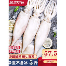 【顺丰空运】鱿鱼鲜活 冷冻整只超大尤鱼商用芥末爆头烧烤海鲜水产新鲜鱿鱼5斤