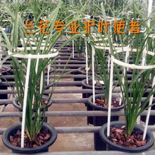 劲胜（JIN SHENG） 【现货】兰花专用植物蕙兰叶子支撑架花卉盆栽支架固定支撑支架 大号：44CM高