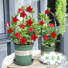 万里飘香藤室内四季盆栽花卉开花带盆攀爬藤带花苞易养四季开花净化空气 飘香藤带花苞【1612#加仑】