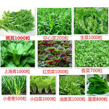 纳格兰10种阳台易种蔬菜种子春季秋季播蔬菜种孑套餐盆栽种菜籽肥生菜籽 套餐F10样种子+中号三件+壶+肥)