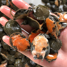 10只 甲鱼苗外塘养殖中华鳖小甲鱼苗水鱼苗王八团鱼苗包活