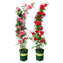 《买三送一》爬藤欧月蔷薇大苗藤本月季花苗庭院植物花卉玫瑰浓香大花 左边粉色龙沙宝石 15厘米小苗