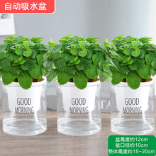 水培薄荷 薄荷盆室内绿植水养培植物迷迭香草办公室桌面花卉z9 薄荷+早安盆自动吸水盆3盆 含盆